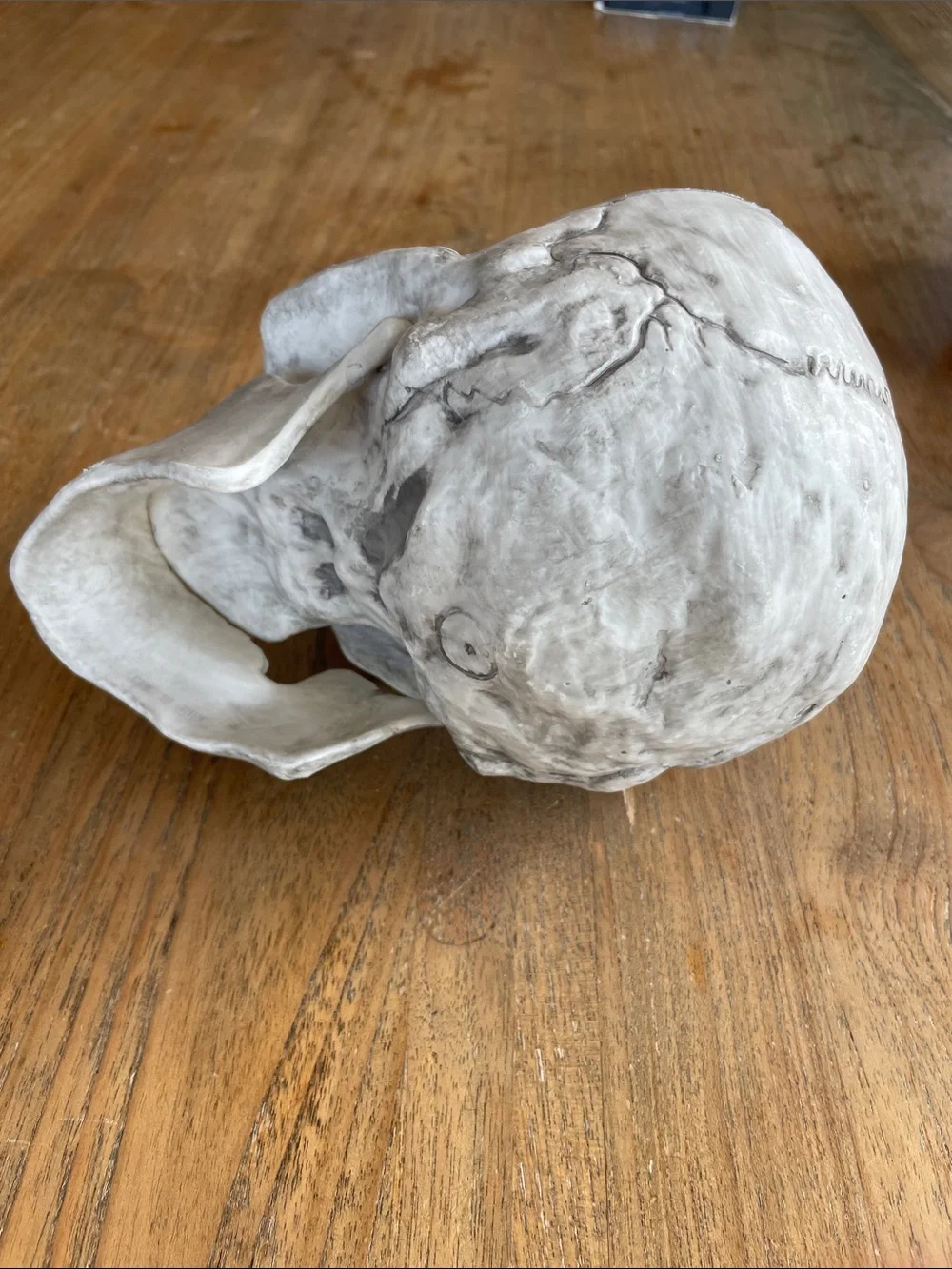 Plastic skull model Halloween decoration